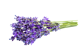 Flores de Lavanda